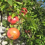 Appartamento Guest Grozdanic Dubravice