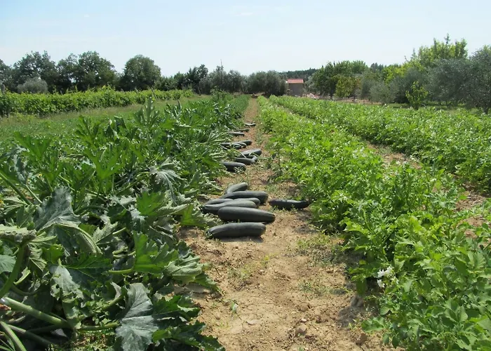 Guest Grozdanic Apartment